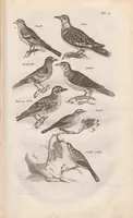 An illustration from Dr. I. Ionstons Beschrijving vande natuur der vogelen neffens haer beeldenissen in koper gesneden (1660)