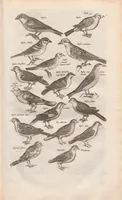 Picture 18 of 34 from Dr. I. Ionstons Beschrijving vande natuur der vogelen neffens haer beeldenissen in koper gesneden (1660), leaf 147