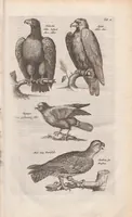 An illustration from Dr. I. Ionstons Beschrijving vande natuur der vogelen neffens haer beeldenissen in koper gesneden (1660)