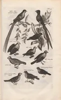 An illustration from Dr. I. Ionstons Beschrijving vande natuur der vogelen neffens haer beeldenissen in koper gesneden (1660)