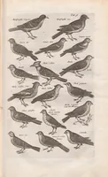 Picture 20 of 34 from Dr. I. Ionstons Beschrijving vande natuur der vogelen neffens haer beeldenissen in koper gesneden (1660), leaf 161