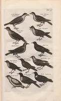 An illustration from Dr. I. Ionstons Beschrijving vande natuur der vogelen neffens haer beeldenissen in koper gesneden (1660)