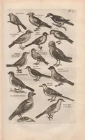 An illustration from Dr. I. Ionstons Beschrijving vande natuur der vogelen neffens haer beeldenissen in koper gesneden (1660)