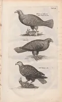 Picture 3 of 34 from Dr. I. Ionstons Beschrijving vande natuur der vogelen neffens haer beeldenissen in koper gesneden (1660), leaf 19