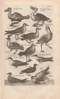 An illustration from Dr. I. Ionstons Beschrijving vande natuur der vogelen neffens haer beeldenissen in koper gesneden (1660)