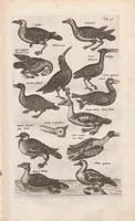 An illustration from Dr. I. Ionstons Beschrijving vande natuur der vogelen neffens haer beeldenissen in koper gesneden (1660)