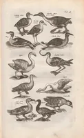 An illustration from Dr. I. Ionstons Beschrijving vande natuur der vogelen neffens haer beeldenissen in koper gesneden (1660)