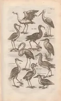 An illustration from Dr. I. Ionstons Beschrijving vande natuur der vogelen neffens haer beeldenissen in koper gesneden (1660)