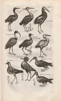 An illustration from Dr. I. Ionstons Beschrijving vande natuur der vogelen neffens haer beeldenissen in koper gesneden (1660)