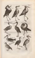 An illustration from Dr. I. Ionstons Beschrijving vande natuur der vogelen neffens haer beeldenissen in koper gesneden (1660)