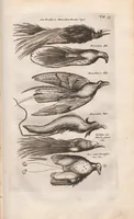 An illustration from Dr. I. Ionstons Beschrijving vande natuur der vogelen neffens haer beeldenissen in koper gesneden (1660)