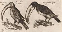 Picture 30 of 34 from Dr. I. Ionstons Beschrijving vande natuur der vogelen neffens haer beeldenissen in koper gesneden (1660), leaf 253