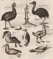 An illustration from Dr. I. Ionstons Beschrijving vande natuur der vogelen neffens haer beeldenissen in koper gesneden (1660)