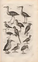 An illustration from Dr. I. Ionstons Beschrijving vande natuur der vogelen neffens haer beeldenissen in koper gesneden (1660)