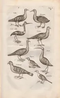 An illustration from Dr. I. Ionstons Beschrijving vande natuur der vogelen neffens haer beeldenissen in koper gesneden (1660)