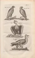 An illustration from Dr. I. Ionstons Beschrijving vande natuur der vogelen neffens haer beeldenissen in koper gesneden (1660)