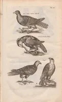 An illustration from Dr. I. Ionstons Beschrijving vande natuur der vogelen neffens haer beeldenissen in koper gesneden (1660)