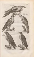 Picture 6 of 34 from Dr. I. Ionstons Beschrijving vande natuur der vogelen neffens haer beeldenissen in koper gesneden (1660), leaf 49