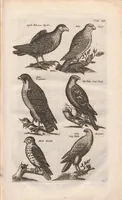 An illustration from Dr. I. Ionstons Beschrijving vande natuur der vogelen neffens haer beeldenissen in koper gesneden (1660)