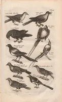 Picture 8 of 34 from Dr. I. Ionstons Beschrijving vande natuur der vogelen neffens haer beeldenissen in koper gesneden (1660), leaf 69