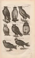 Picture 9 of 34 from Dr. I. Ionstons Beschrijving vande natuur der vogelen neffens haer beeldenissen in koper gesneden (1660), leaf 77