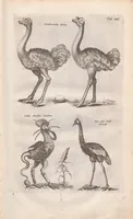 Picture 10 of 34 from Dr. I. Ionstons Beschrijving vande natuur der vogelen neffens haer beeldenissen in koper gesneden (1660), leaf 89