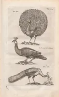 An illustration from Dr. I. Ionstons Beschrijving vande natuur der vogelen neffens haer beeldenissen in koper gesneden (1660)