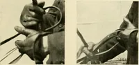 An illustration from Driving (1903)