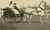 An illustration from Driving (1903)