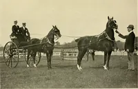 An illustration from Driving (1903)