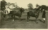 An illustration from Driving (1903)