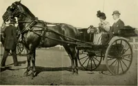 An illustration from Driving (1903)
