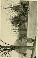 An illustration from Driving (1903)