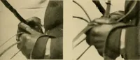 An illustration from Driving (1903)