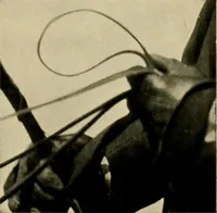 An illustration from Driving (1903)