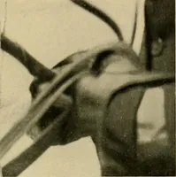 An illustration from Driving (1903)