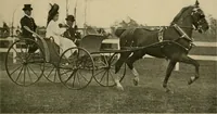 An illustration from Driving (1903)