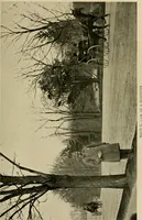 An illustration from Driving (1903)