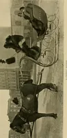 An illustration from Driving (1903)