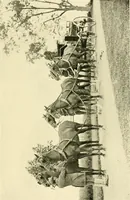 An illustration from Driving (1903)