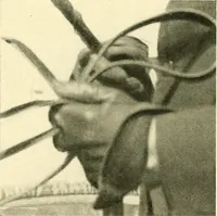 An illustration from Driving (1903)