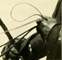 An illustration from Driving (1903)