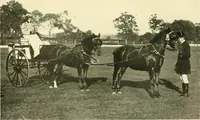 An illustration from Driving (1903)