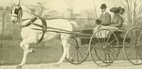 An illustration from Driving (1903)