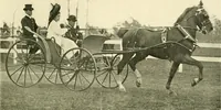 An illustration from Driving (1903)
