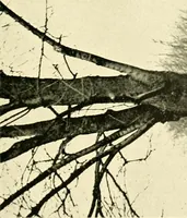 An illustration from Driving (1903)