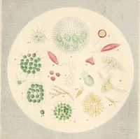 An illustration from Drops of water : their marvelous and beautiful inhabitants displayed by the microscope (1851)