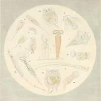 An illustration from Drops of water : their marvelous and beautiful inhabitants displayed by the microscope (1851)
