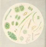 An illustration from Drops of water : their marvelous and beautiful inhabitants displayed by the microscope (1851)