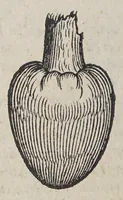 Picture 1 of 10 from Due libri dell'historia de i semplici, aromati, et altre cose; che vengono portate dall'Indie Orientali pertinenti all'vso della medicina. (1582), leaf 158